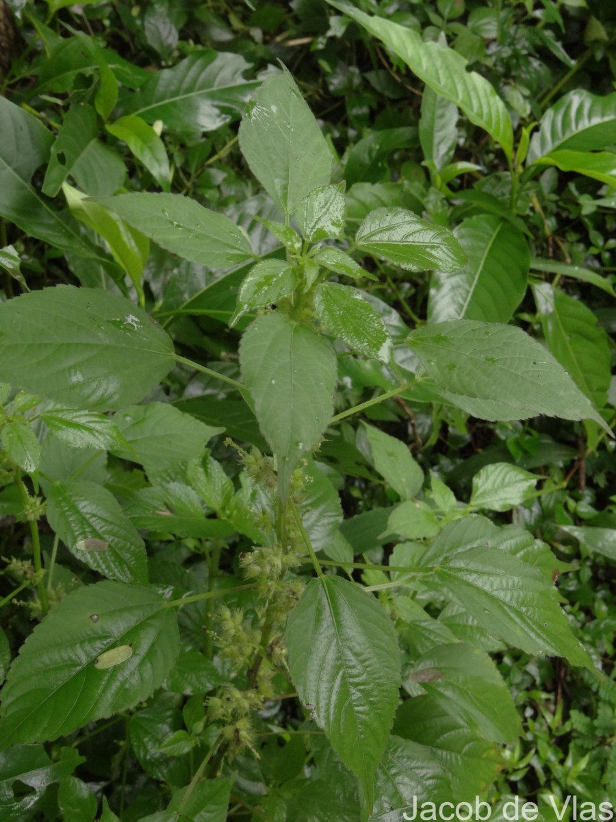 Acalypha ciliata Forssk.